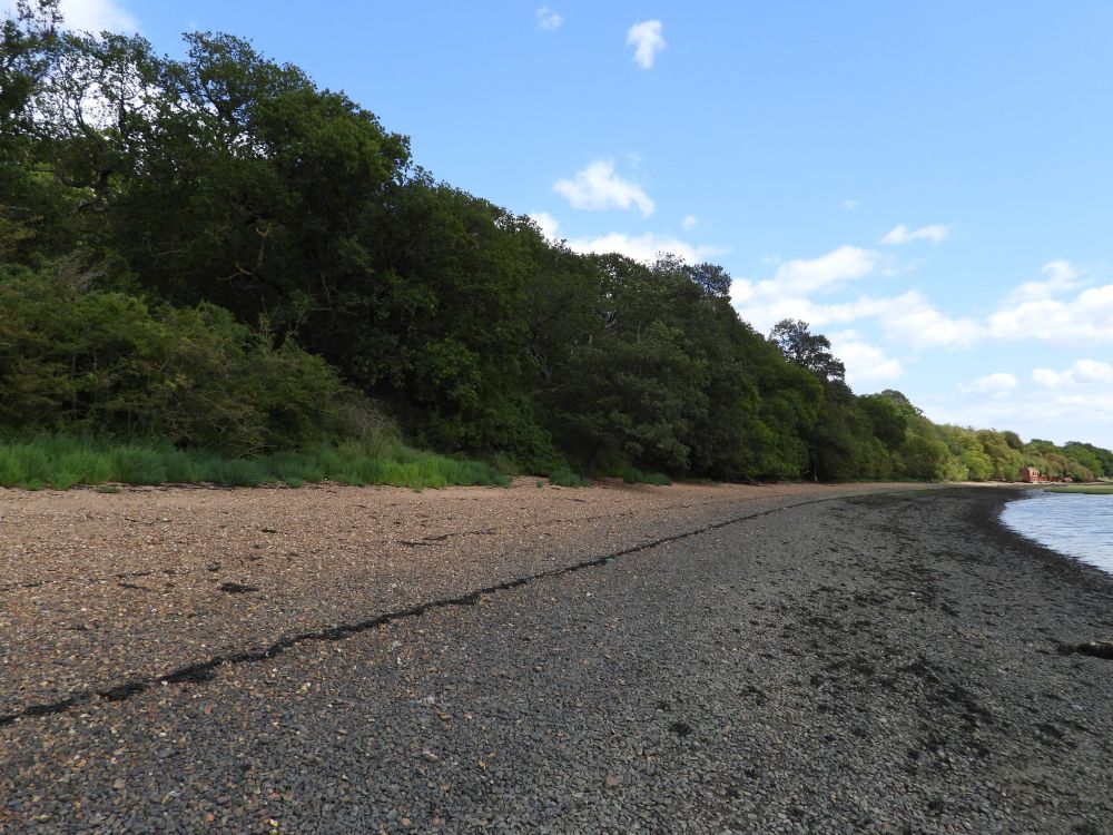 A stony beach below a wood (Gull Down Plantation, Medway estuary).