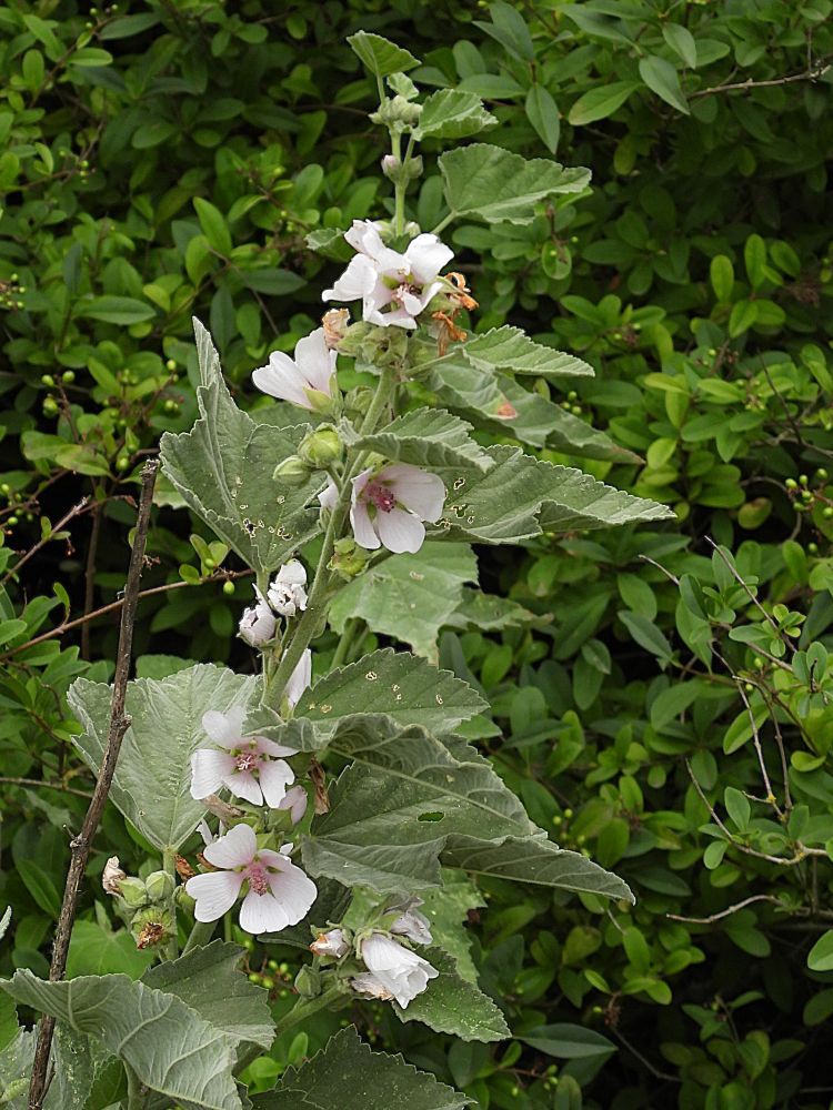 Marsh-mallow plant in flower.