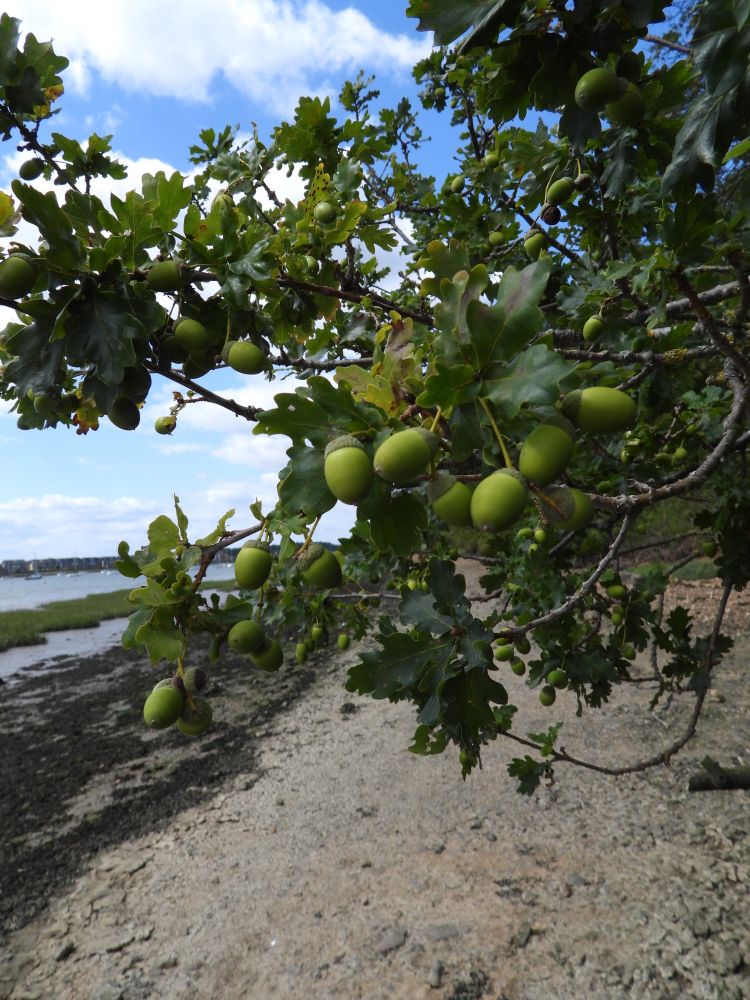 Acorns over dried beach, a neap tide retreating to reveal seaweed and saltmarsh.