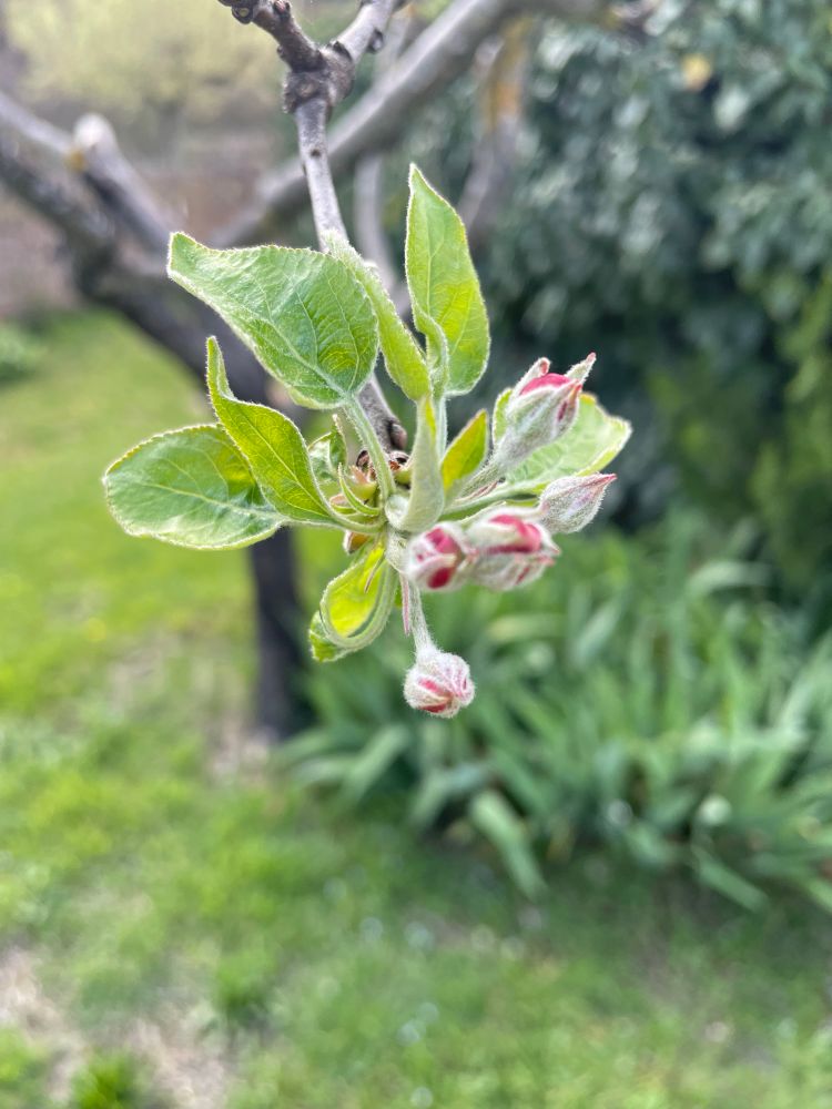 Bourgeons de pommier et feuilles naissantes 