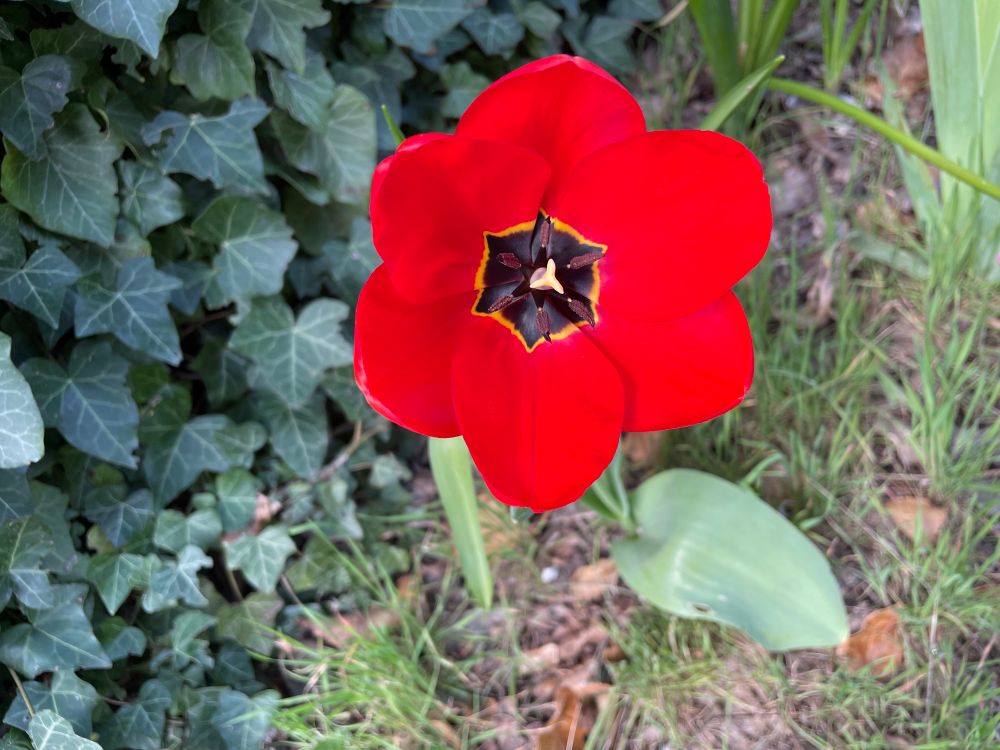 On voit une tulipe rouge très ouverte avec son cœur noir et liseret jaune 