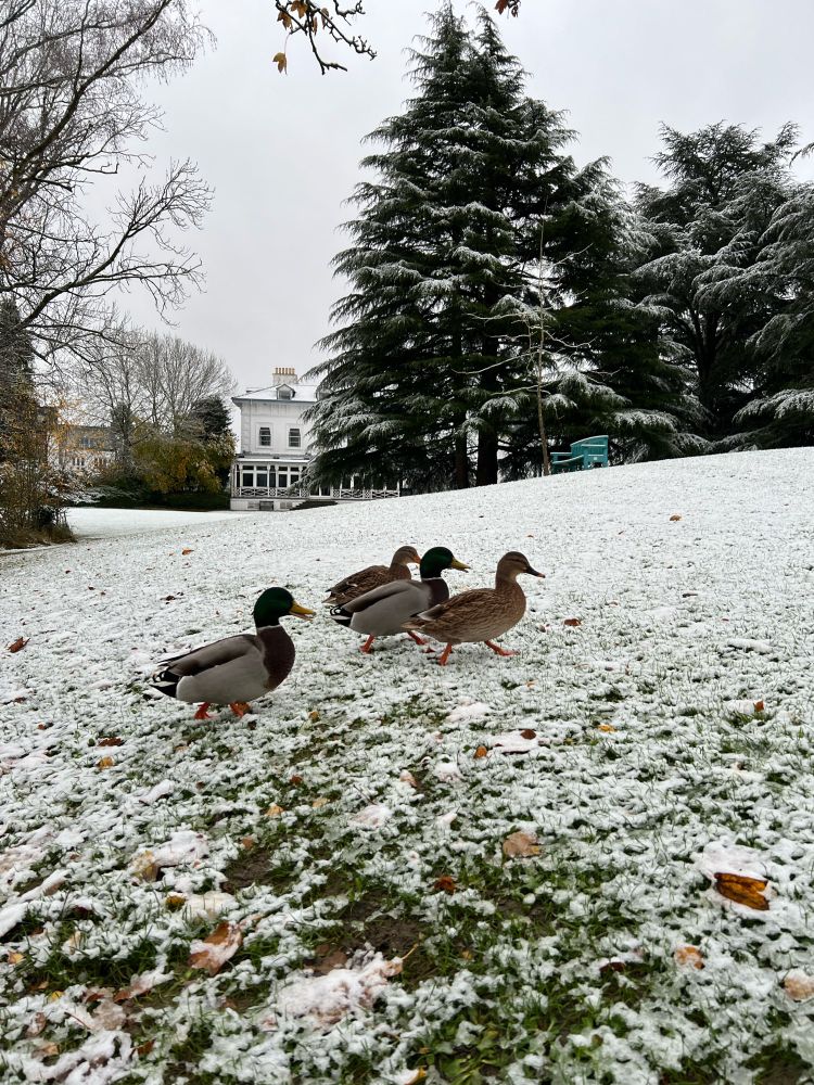 Ducks enjoying snow time on campus