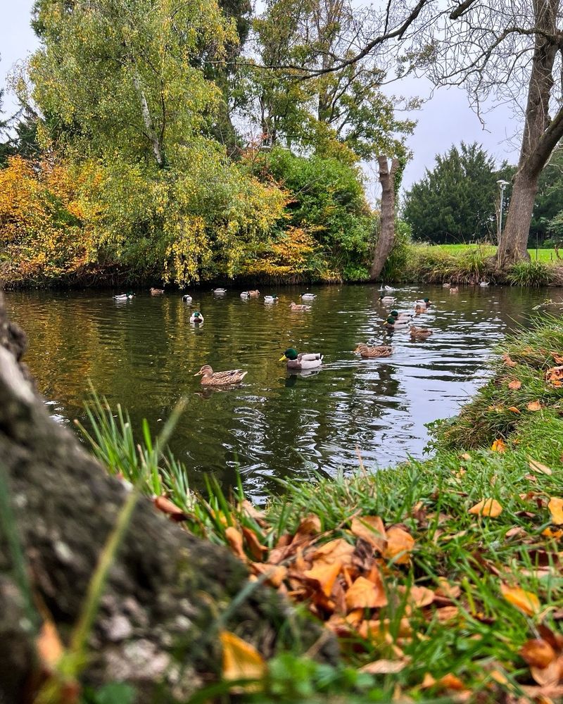 Our ducks at park campus going for a swim