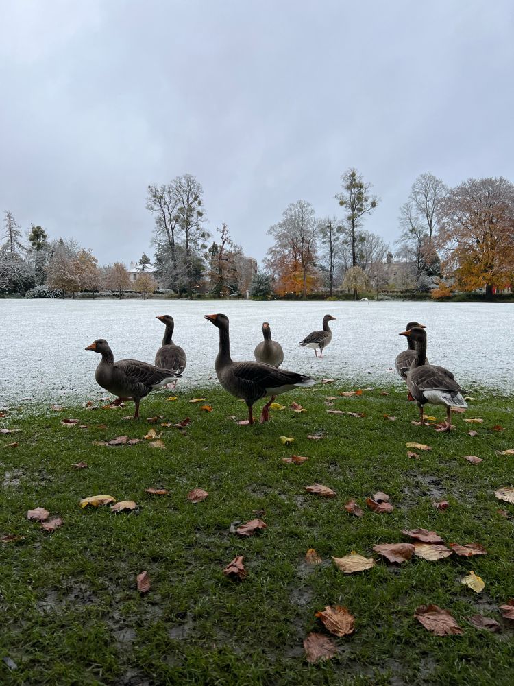 Geese hiding under a tree to get away from the snow 