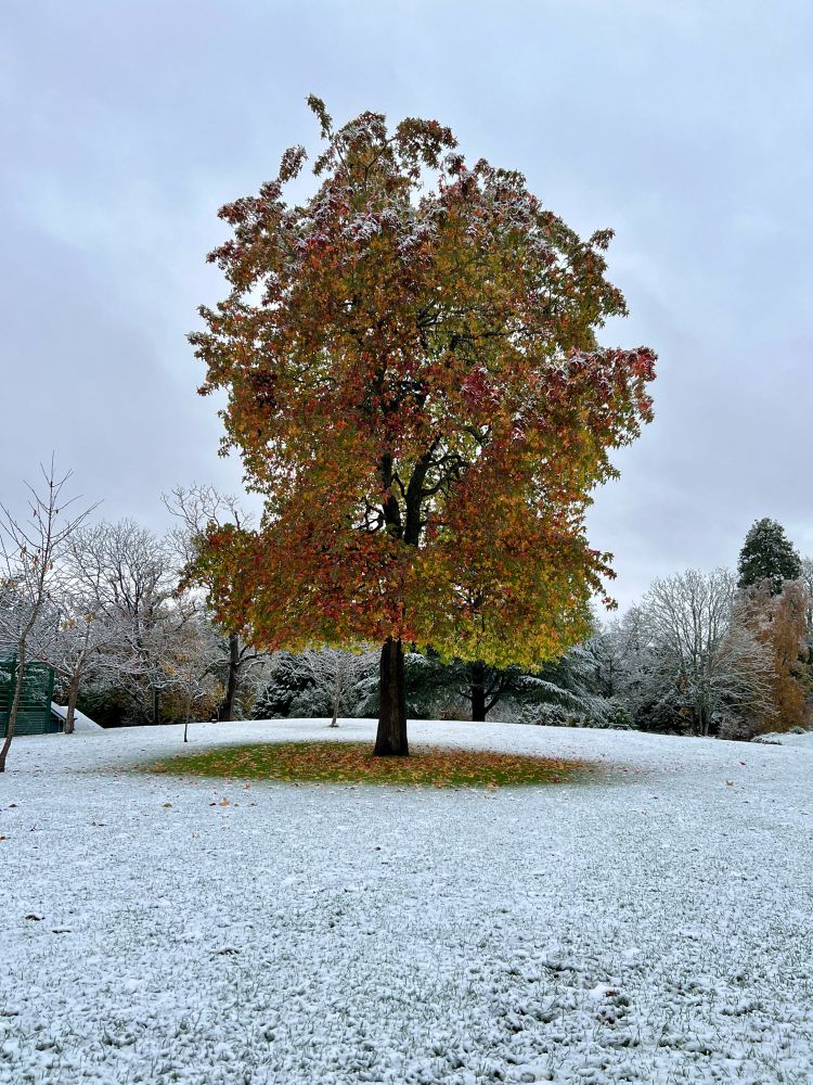 A tree on Park campus in the snow 