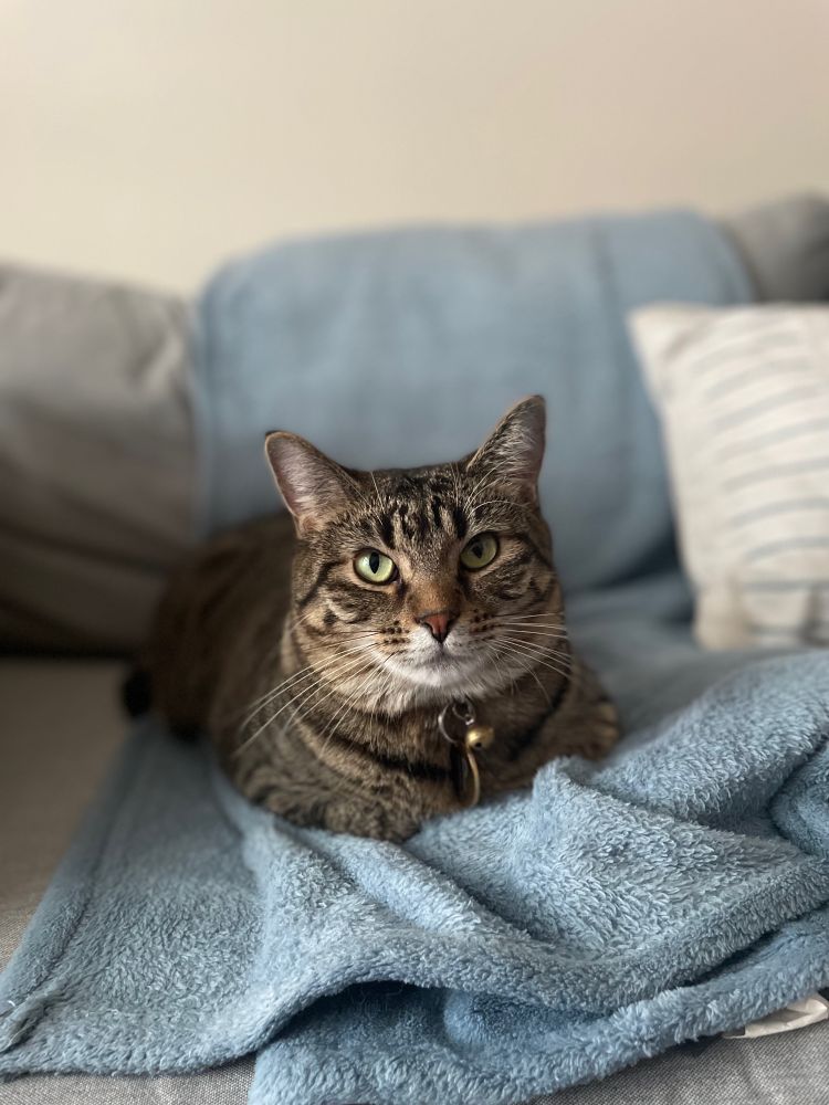gray and black striped tabby cat loafing on a 
couch in portrait mode