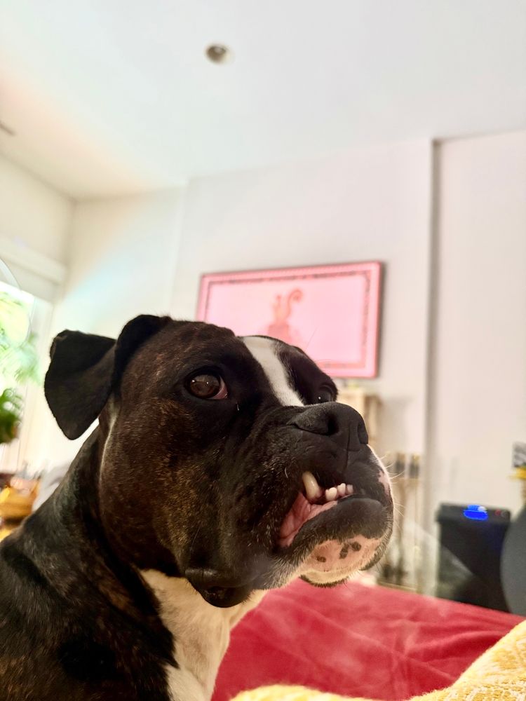 the face of a boxer-breed dog with an adorable underbite (with an image of a painting of a squirrel in the background over her head)