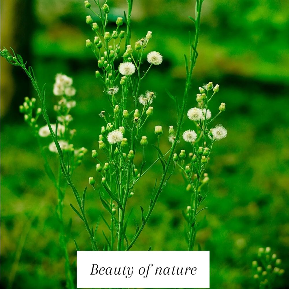 Greeny Dandelion plants