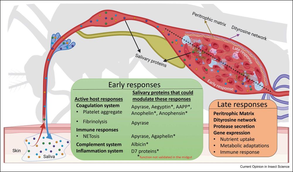 Mosquito responses to modulate the host's blood humoral and cellular responses in the mosquito midgut. After blood ingestion, the human hemostatic and immune responses in the blood bolus remain active. Mosquitoes employ both early and late strategies to counter these host responses and protect the midgut epithelium: 1. Early responses – Mosquito ingests saliva containing bioactive proteins, such as apyrase and AAPP, that inhibit platelet aggregation, NETosis, and other host hemostatic and immune activities. 2. Late responses - The formation of the peritrophic matrix shields the midgut epithelium from microbes, free heme, and other toxic blood components. Additionally, the ingested blood stimulates gene expression, activating pathways for nutrient uptake, metabolic adaptation, and immune defense.