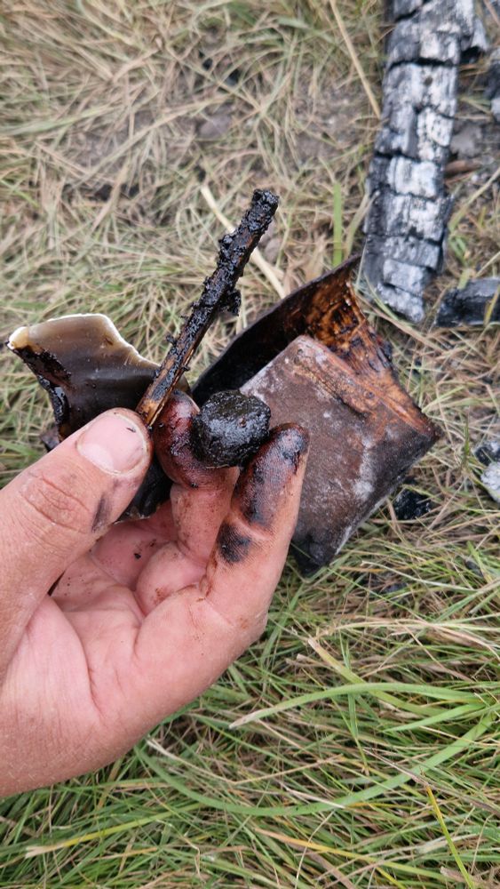 Photo of hand holding a sticky black lump of birch tar, some birch bark and a twig. 