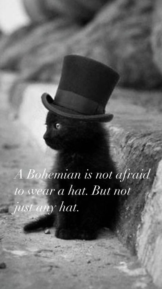 A little black kitten wearing a top hat