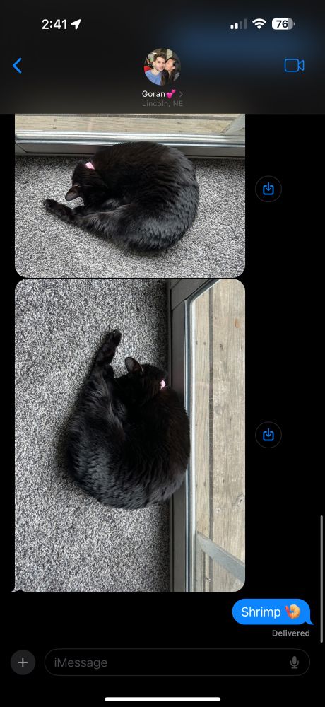 My black cat Rhea curled into a ball like a shrimp. 