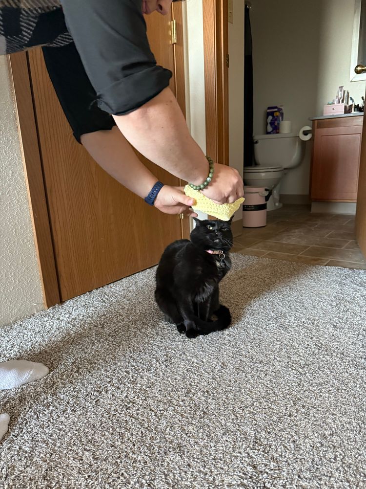 Our friend trying to put the yellow crochet crown on our cat Rhea who looks rather suspicious of her gift