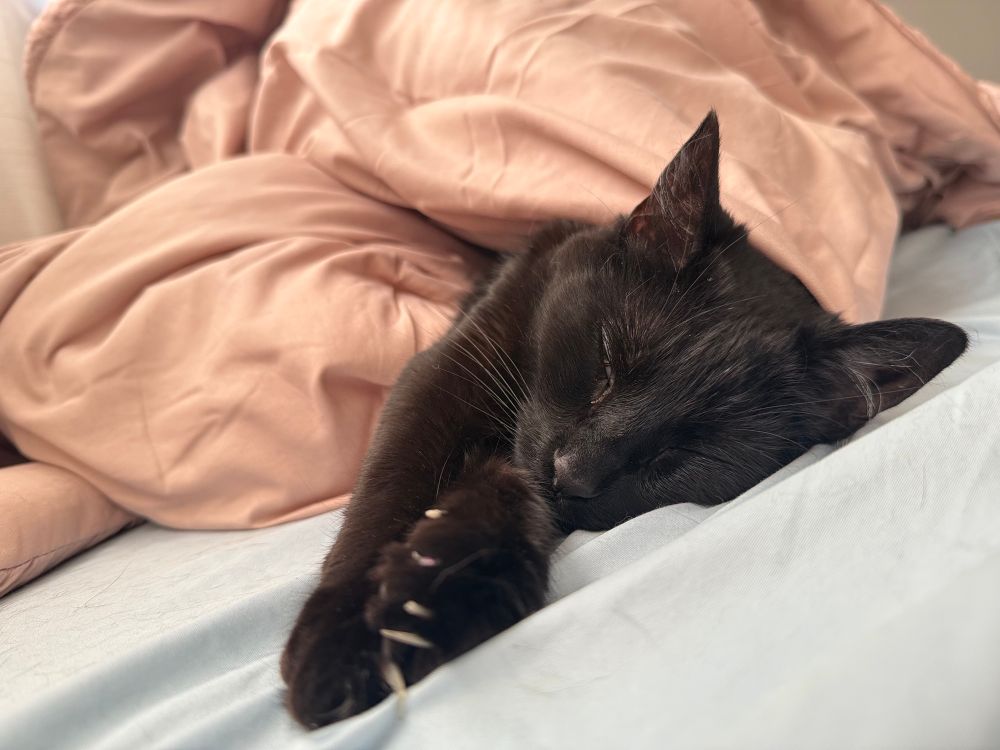 My black cat Rhea wrapped in a pink comforter with her legs stretched forward and her eyes closed peacefully 