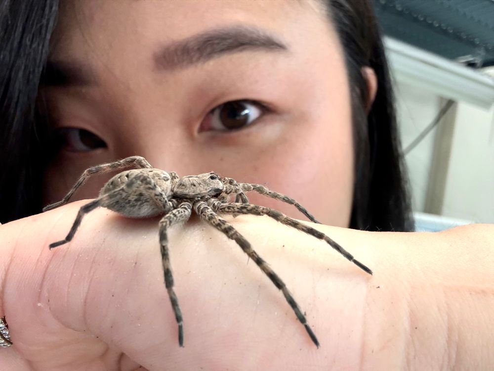 Me staring at a Dolomedes tenebrosus that sits on my hand.