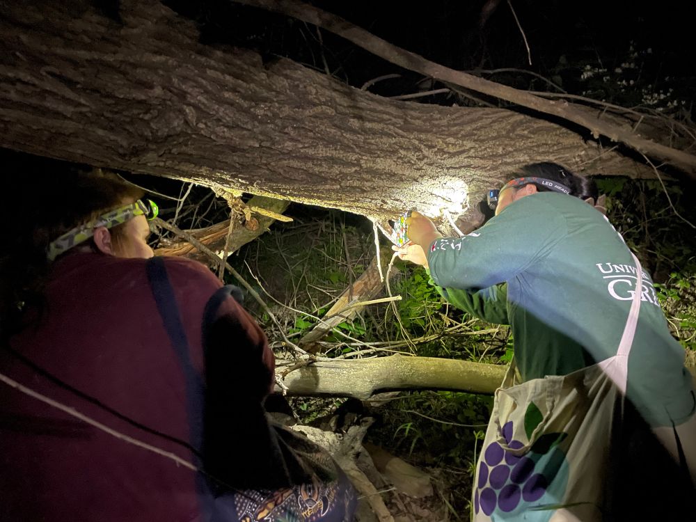 Me (right) and my mentee (left) collecting Dolomedes spiders at night on a fallen tree.