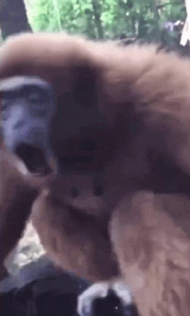 a close up of a bear 's face with trees in the background