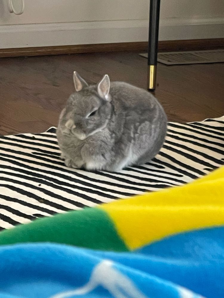 Same photo but now the rabbit is in focus.