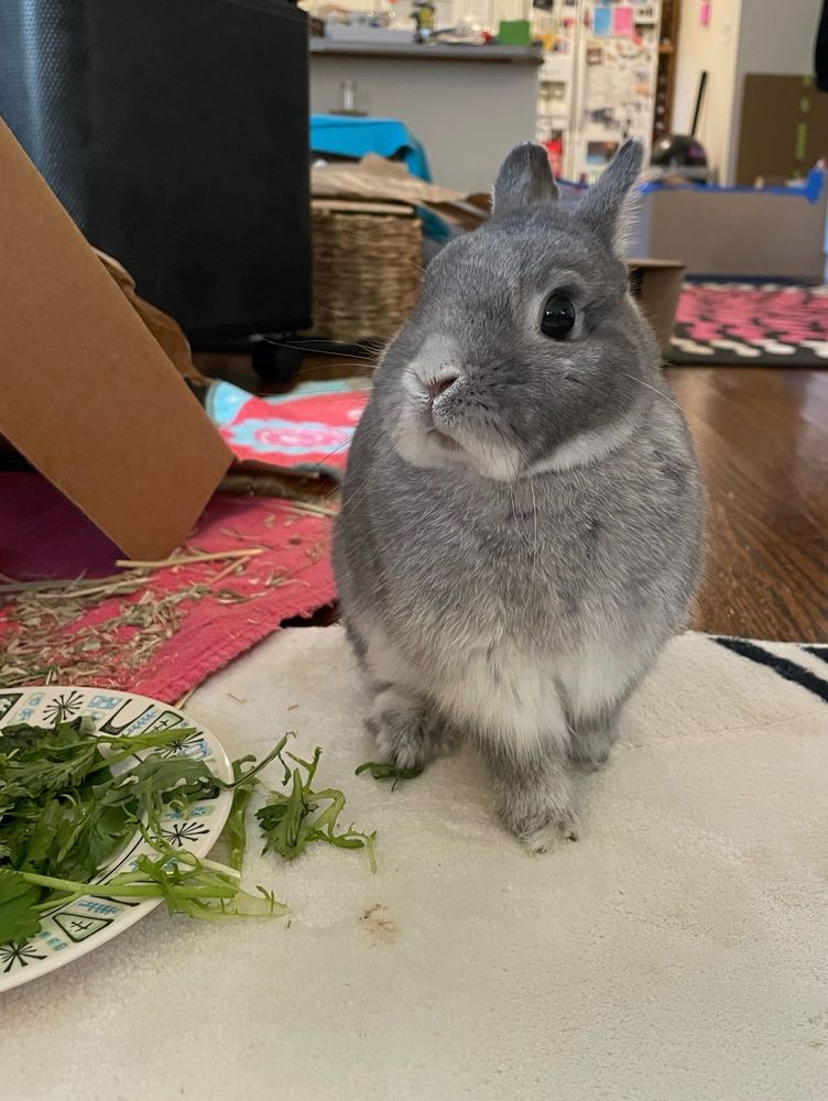 Small gray rabbit sits upright on white rug near plate of greens and cardboard playbox 