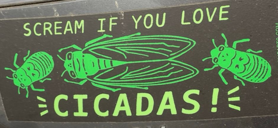 Scream if you love cicadas
