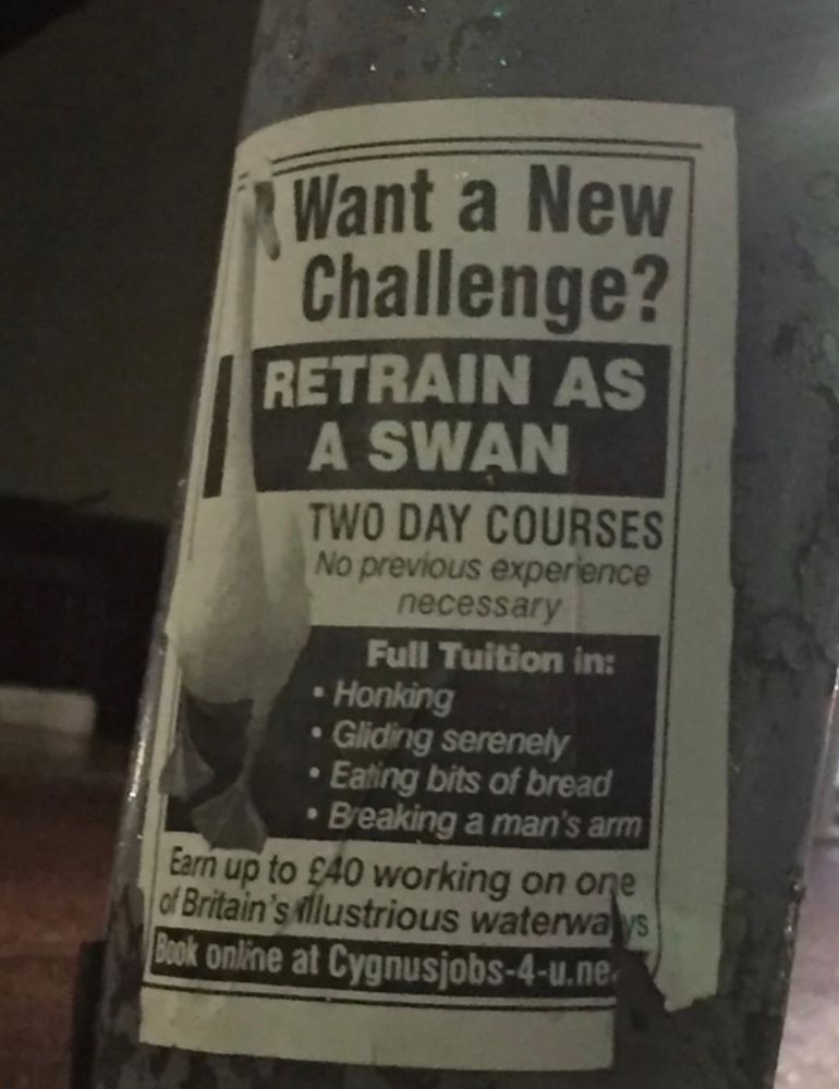Want a New Challenge?
RETRAIN AS A SWAN
TWO DAY COURSES
No previous experience necessary
Full Tuition in:
• Honking
Gliding serenely
• Eating bits of bread
• Beaking a man's arm
Ear up to £40 working on one ja Britain's illustrious waterwalys
Book online at Cygnusjobs-4-u.ne