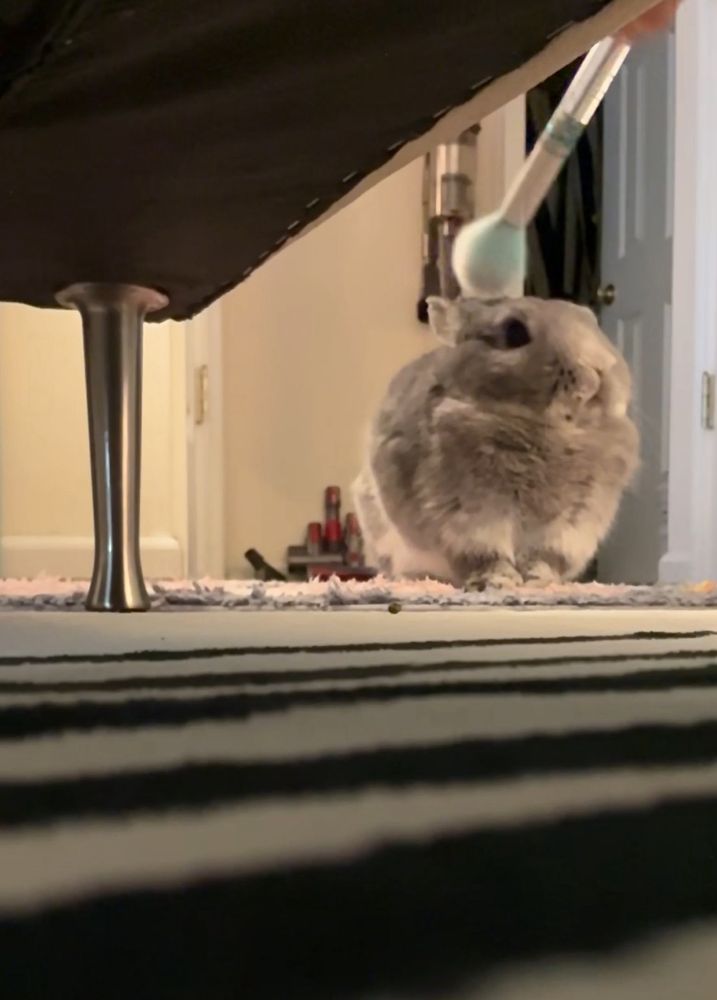Small grey rabbit being brushed with a makeup brush
