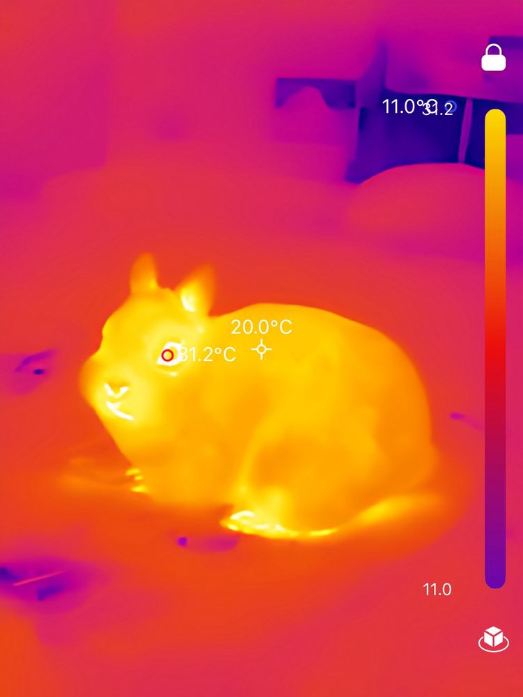 Side view of the hot rabbit.
