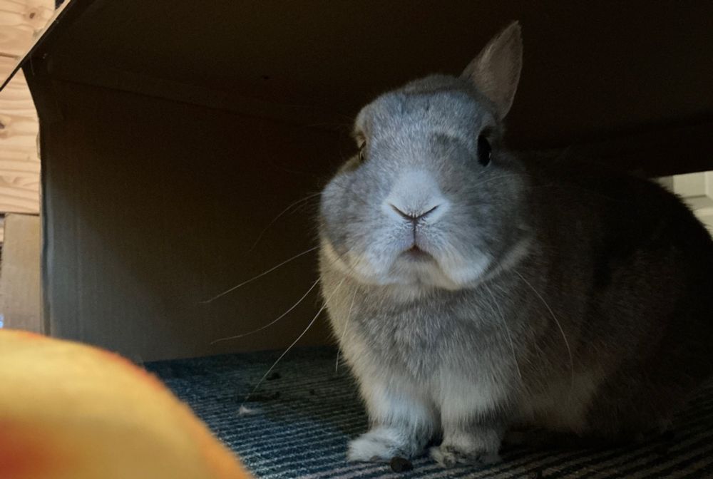 Small gray rabbit with one ear up under a cardboard box arch 