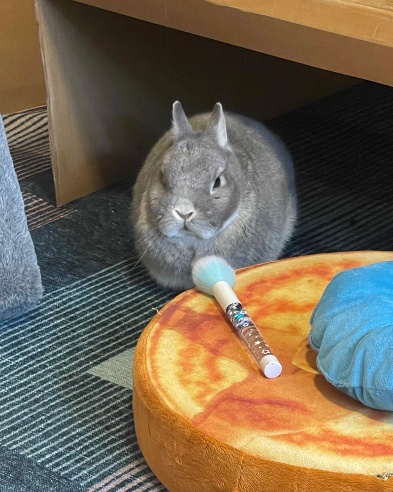 Small gray rabbit sits next to a pancake shaped pillow on which a blue make up brush rests. 