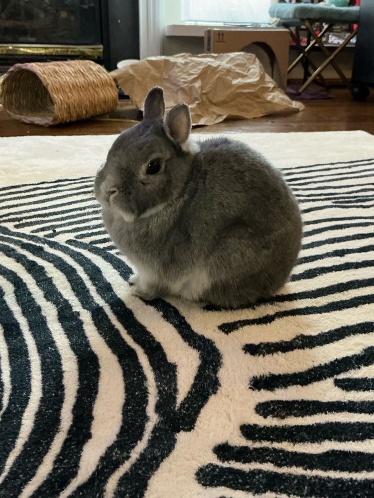Small gray rabbit, sitting inside profile on a white and black rug