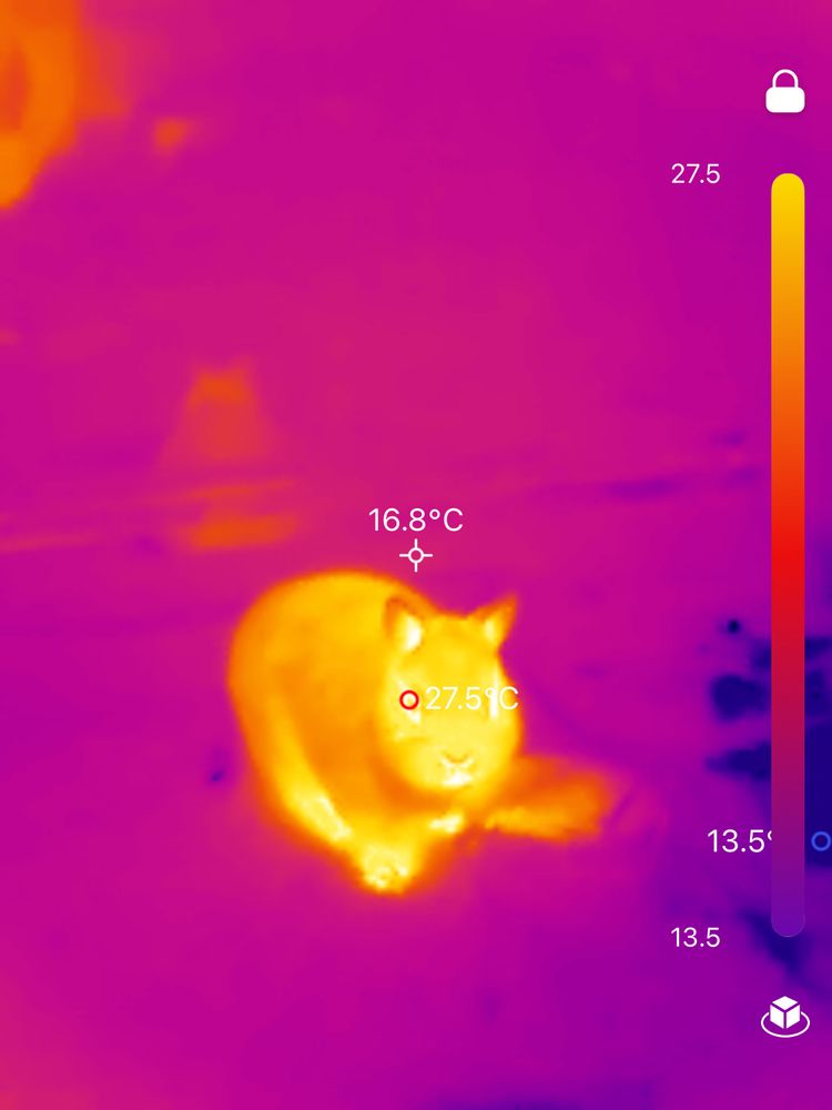 Thermal imaging of a rabbit, he is orange and yellow because he is hotter than the rest of the room, which is purple. 