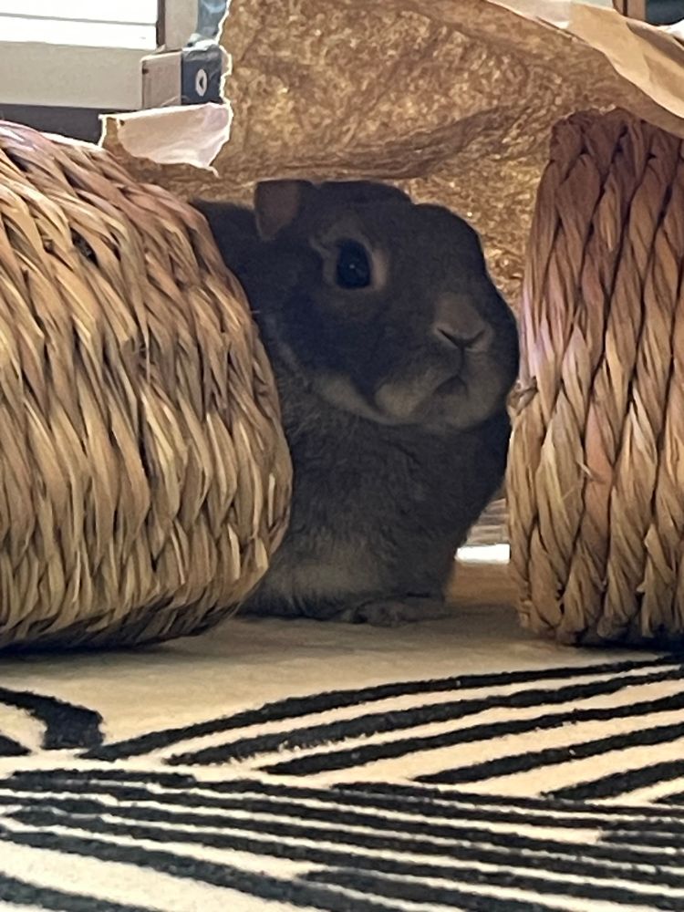 Small gray rabbit peeking out from between two tubes made from hay.
