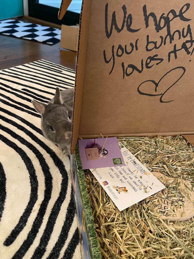 A small gray rabbit peeks around the side of a box filled with small bits of hay.