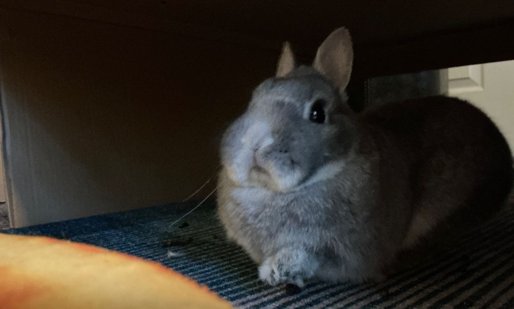 Small gray rabbit under a box arch, stretching towards camera