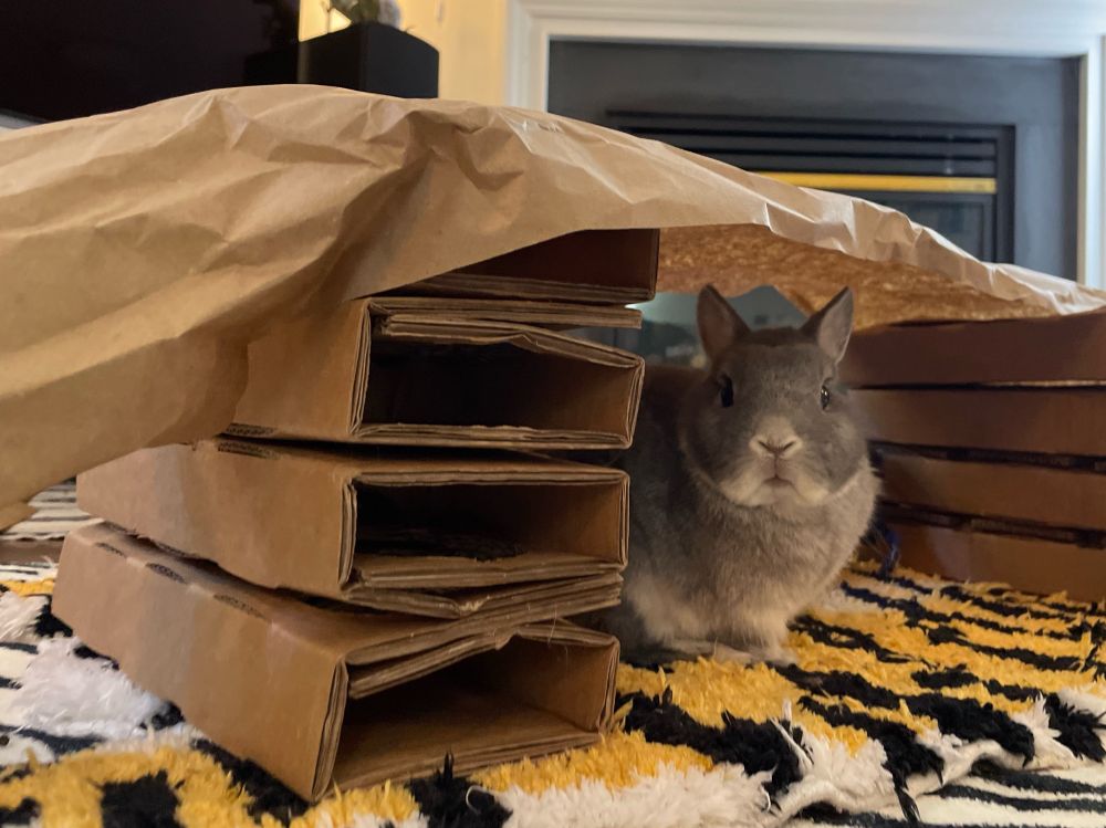 Small gray rabbit sitting under cardboard fort on a tiger rug.
