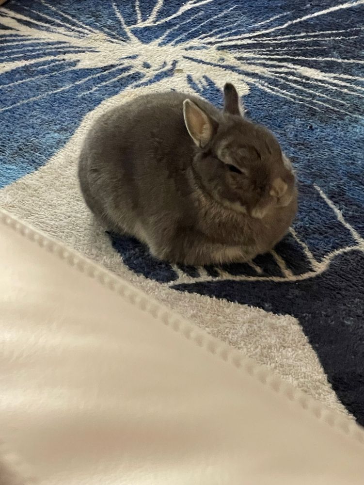 Small gray rabbit, sleeping in a ball on a 
Rug.