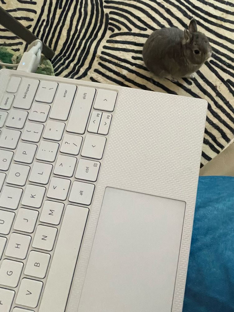 A laptop in my lap with a rabbit waiting on the floor for attention.