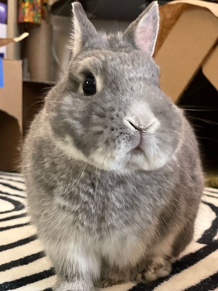 A small gray rabbit looks at the camera seemingly confused.