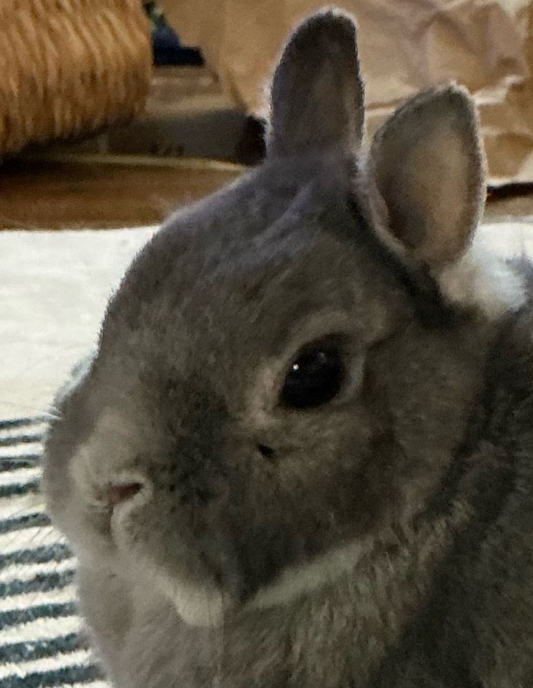 Same photo, but close up on the rabbits face