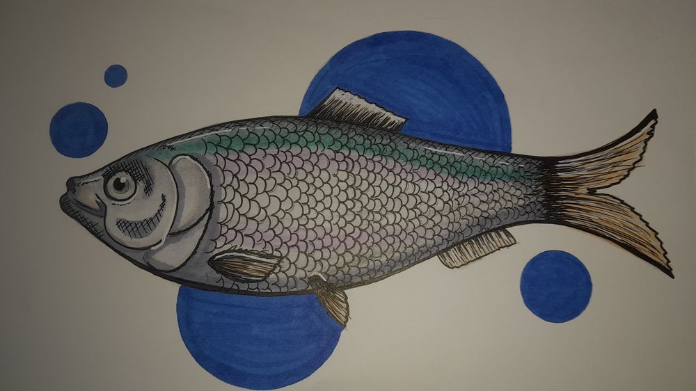 grauer Fisch, Blick nach links, geünlich schimmernd,.im Hintergrund blaue Kreise