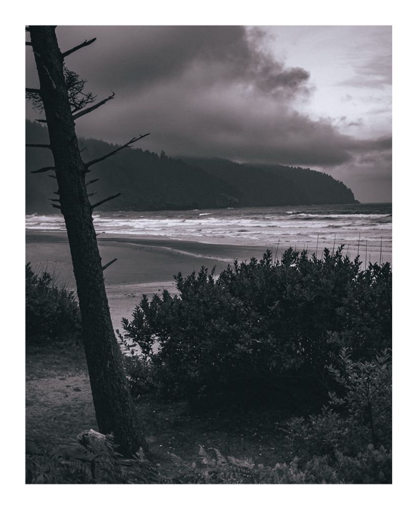 A black and white photo of Cape Lookout State Park in Tillamook along the Oregon Coast. An incoming storm blankets the ominous sky, and adds a bit of a darker tone over the scene of the peninsula and beach. In the foreground, a leaning tree, and coastal shrubbery make up the frame.