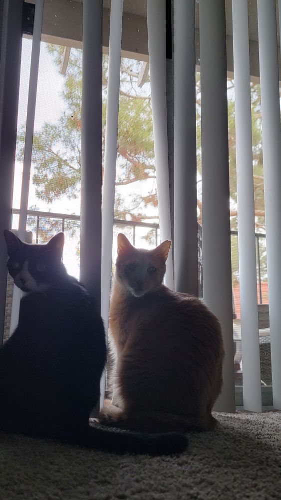 In our new home, perched at the screen door. Zelda of the left, Mylo on the right. Both staring back at the camera. 