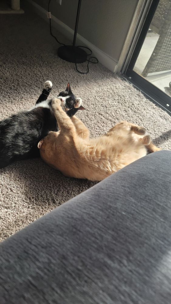 Mylo and Zelda fighting.