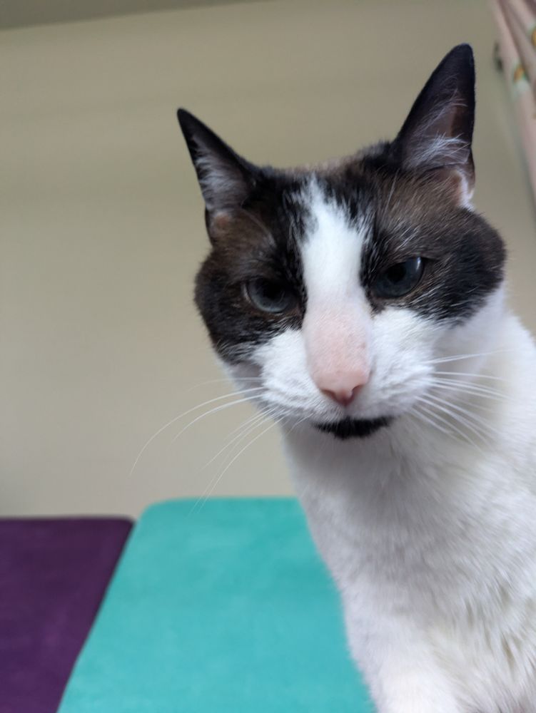 My older cat, all judgy and stuff