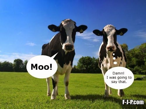 2 cows, one says, "Moo". Second cow, "Damn. I was going to say that."