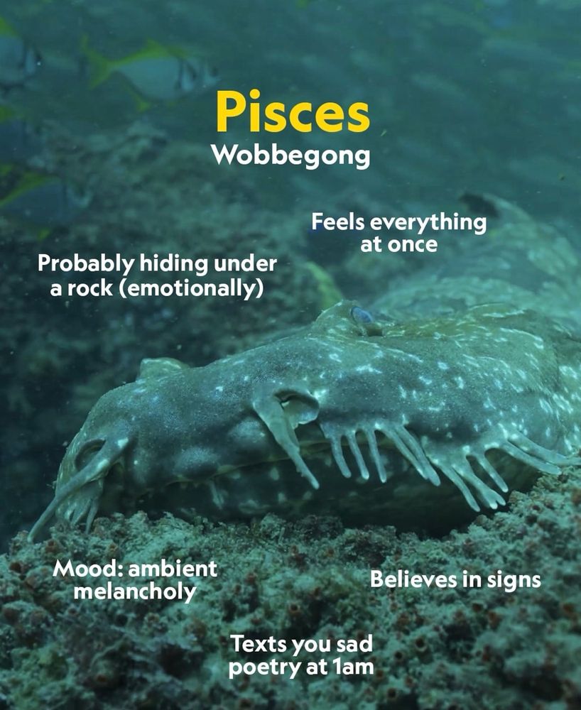 Pisces - Sun 
Wobbegong (depicted)
Probably hiding under a rock (emotionally)
Feels everything at once
Mood: ambient melancholy 
Texts you sad poetry at 1am
Believes in signs 