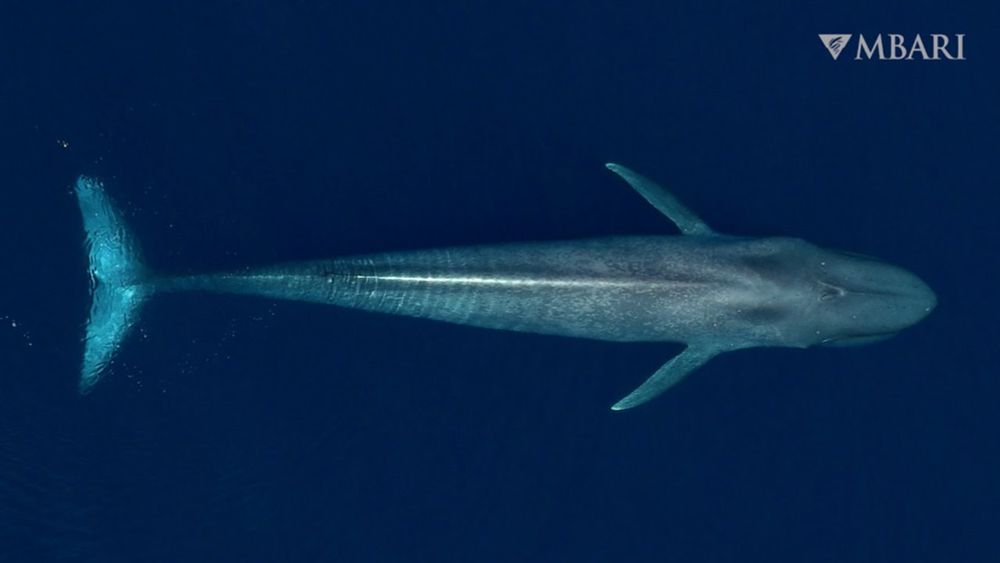 Eavesdropping on ocean giants: MBARI tech reveals the secret lives of blue whales