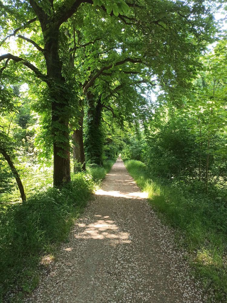 Alley borded by trees