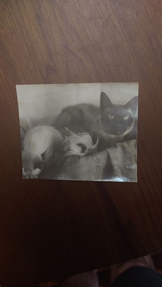 Unknown mother cat and two kittens 