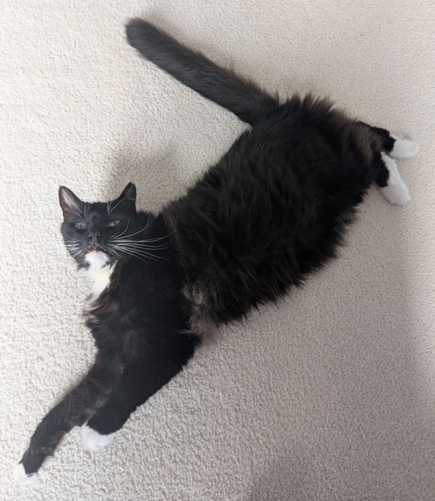 Wish laying on the floor with his tail at a very straight angle 